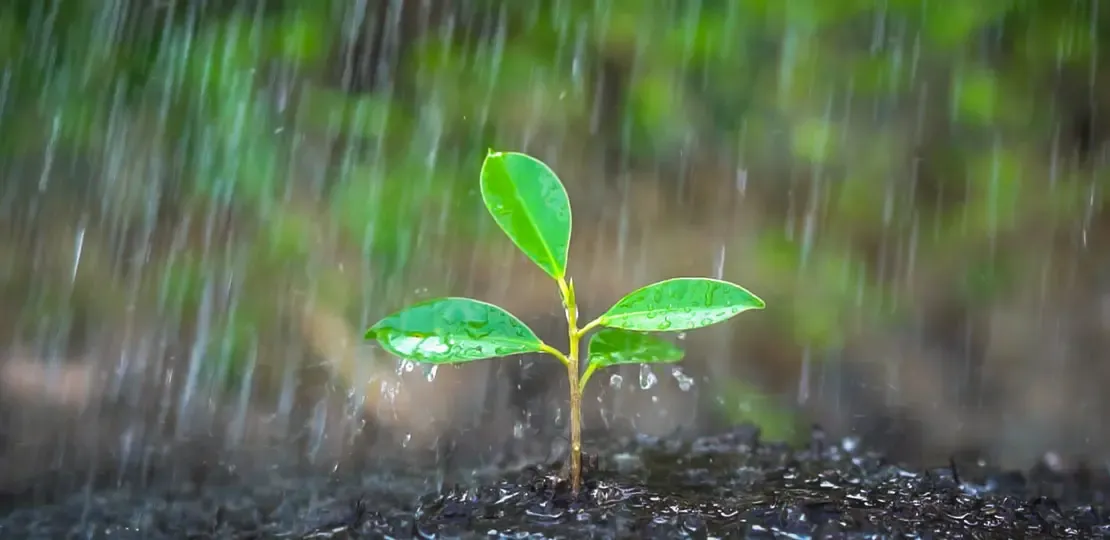 Kleines Pflänzchen im Regen