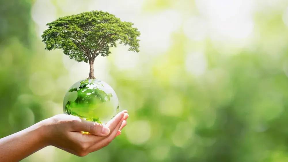 Eine Hand hält eine Glaskugel, aus der ein kleiner Baum gewachsen ist