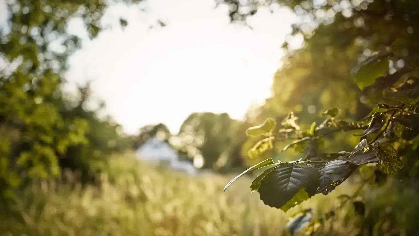 Blick auf eine Wiese bei Sonnenuntergang