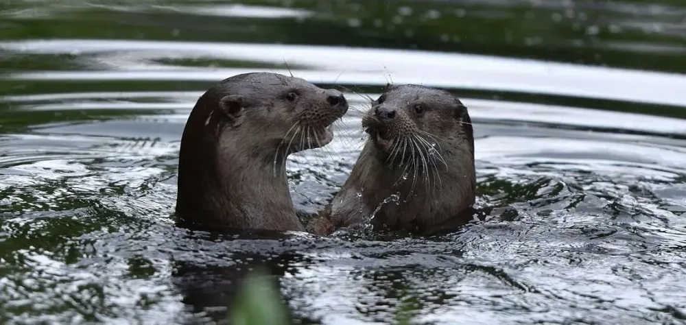 Zwei Fischotter im Wasser