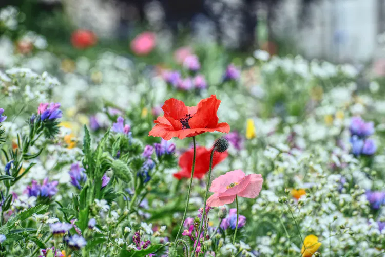 Blumenwiese