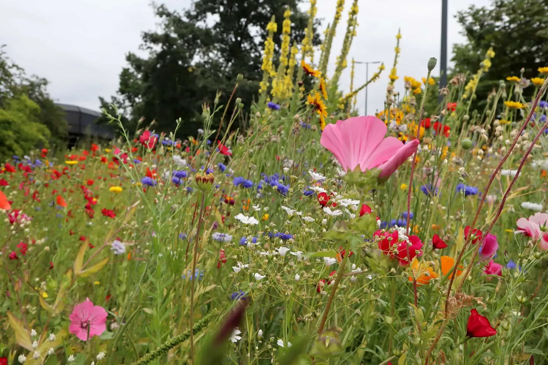 Wiese mit Wildblumen