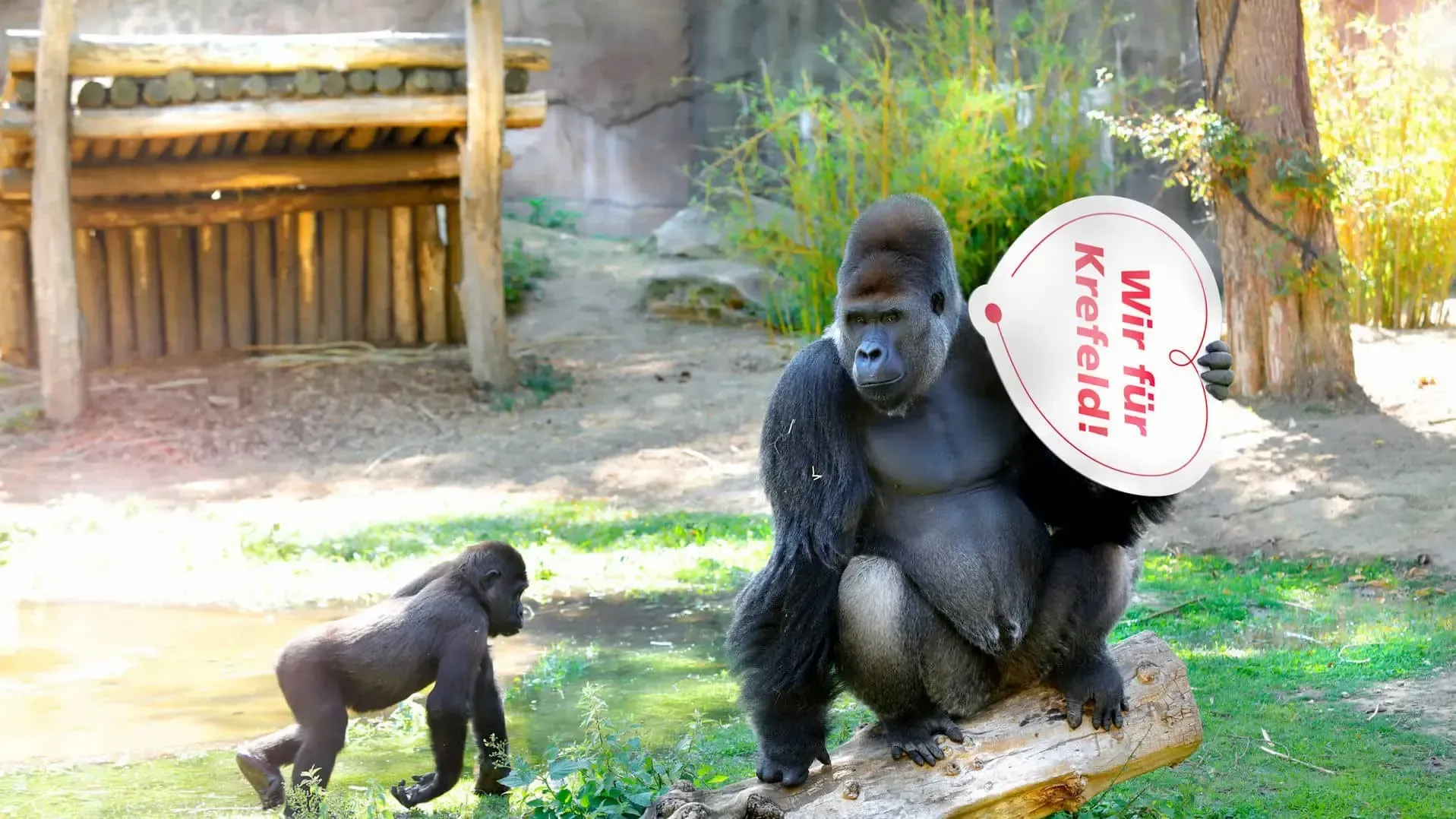 Gorillas im Krefelder Zoo