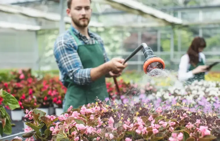 Mann gießt Blumen mit einem Gartenschlauch in einem Gartencenter