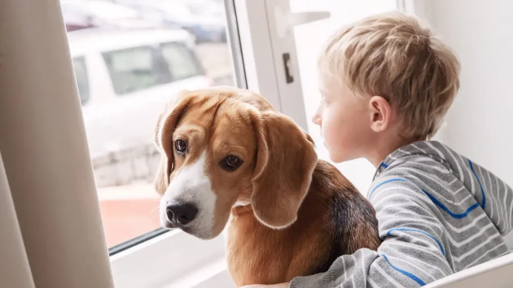 Junge sitzt mit einem Hund am Fenster